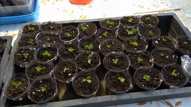 Петуния, всходы в декабре смотреть онлайн