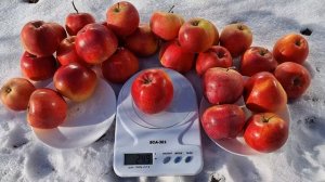 ЯБЛОНЯ ФЛОРИНА / УСТОЙЧИВЫЕ СОРТА ЯБЛОК К ПАРШЕ