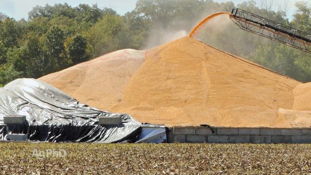 How Long Can Grain Be Stored? - Farm Basics смотреть онлайн