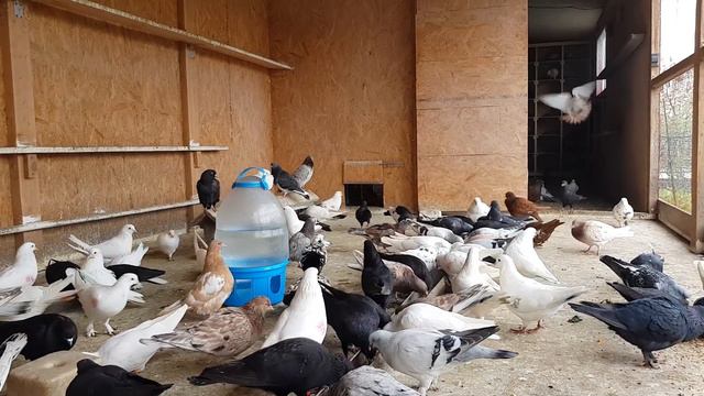 22.04.20.Зрители определили победителей.The audience determined the winners смотреть онлайн