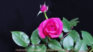 Как распускается роза Ноблесс - Noblesse (Tantau Германия, 2021)