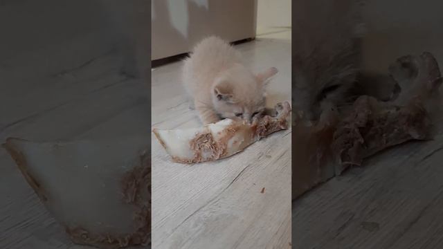 Мой кот ест на камеру😅
