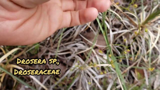 (#178) Steal Everything That Ain't Nailed Down w/ Nuytsia floribunda (CPBBD AUSTRALIA) смотреть онлайн