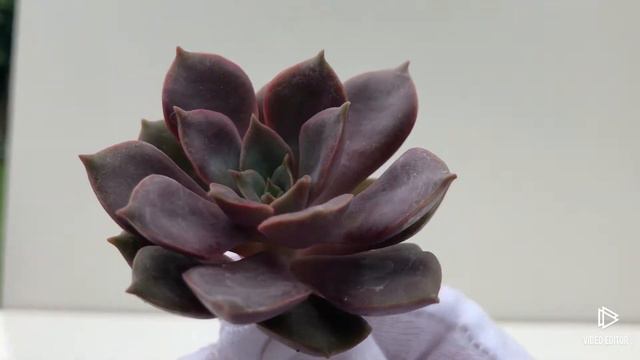 Echeveria Mina смотреть онлайн