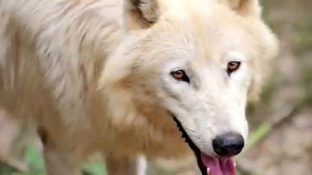 Белые волки смотреть онлайн