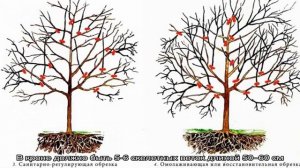 Пошаговое руководство для начинающих садоводов: как обрезать абрикосы весной правильно