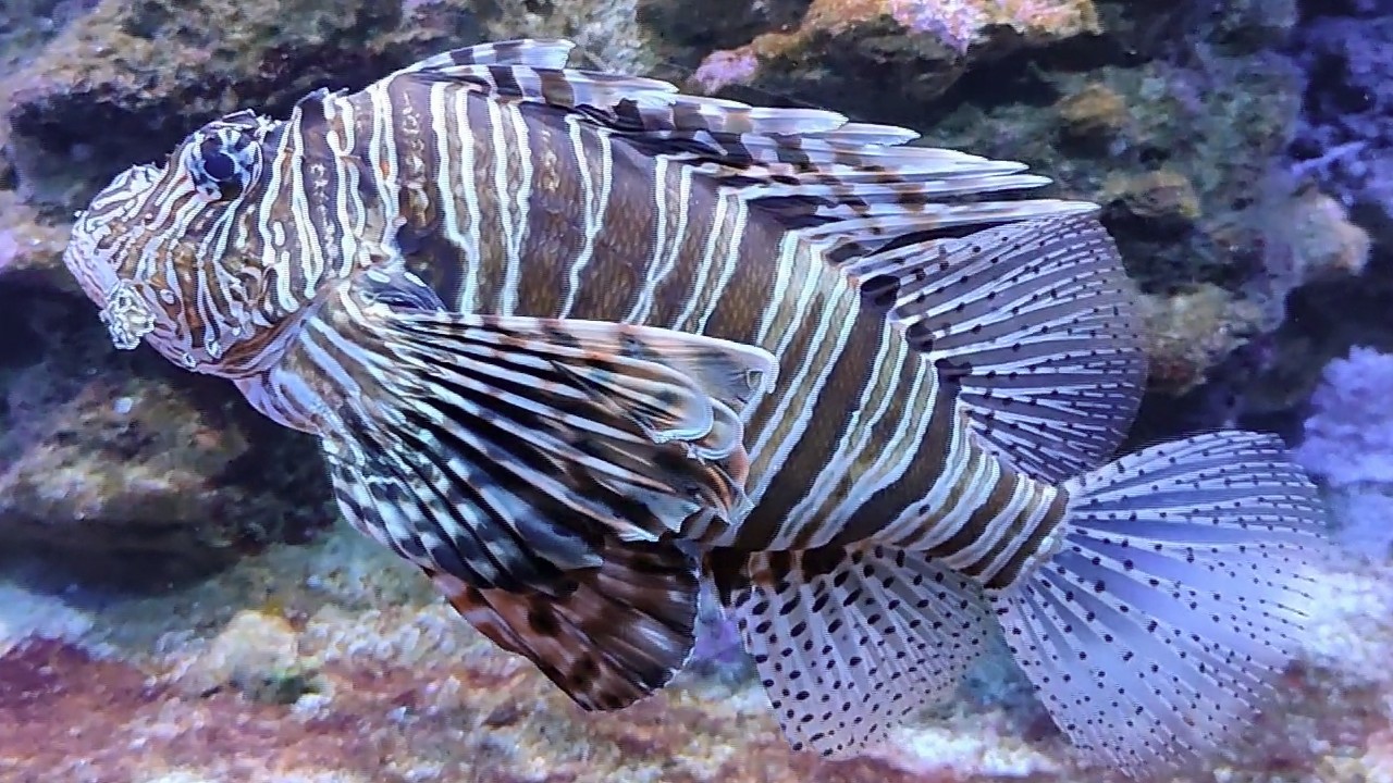 Океанариум ТЦ РИО Москва смотреть онлайн