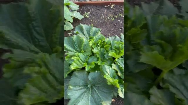 ? whats growing on ? смотреть онлайн