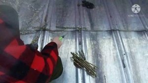 Ива (верба) укоренение черенков. Спасти диких пчёл.