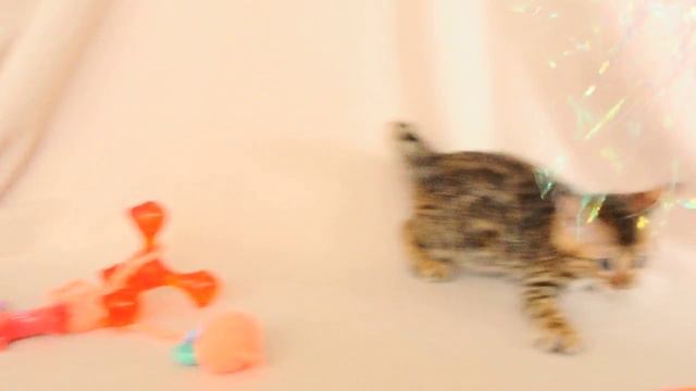 кошечка Джейн 1,5 мес. смотреть онлайн