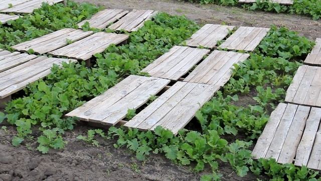 Когда высаживать малька улиток на поле | Snails House Farm смотреть онлайн