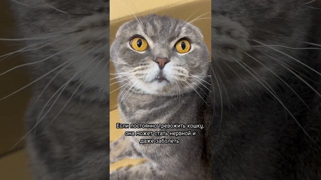 ПОЧЕМУ НЕЛЬЗЯ БУДИТЬ КОТА?! смотреть онлайн