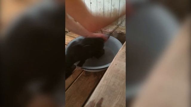 КАК ПОМЫТЬ КОТА если он боится воды и царапается смотреть онлайн