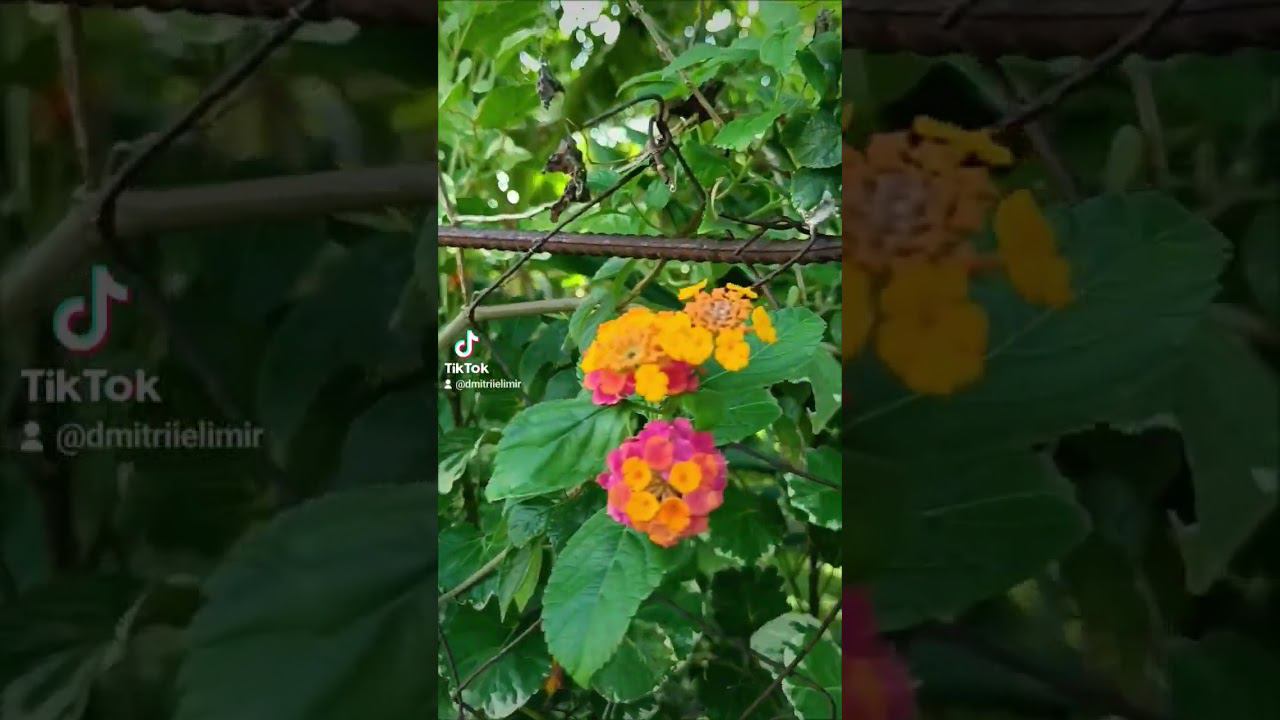 Filipino flowers #philippinestiktok #philippines #asia #pilipinas #nature #flowers #boracay смотреть онлайн