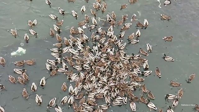 Где зимуют утки? смотреть онлайн