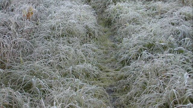 «О смерть! Невыносим твой зрак…» смотреть онлайн