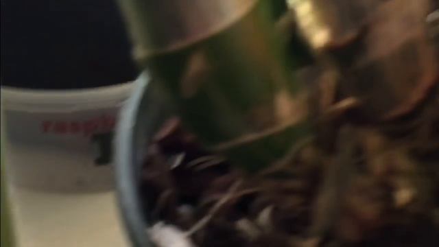 орхидейные паразиты смотреть онлайн