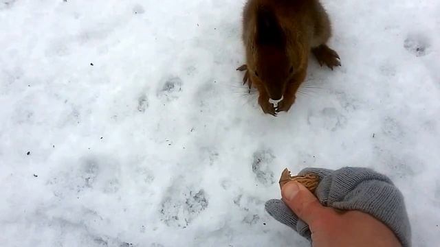 Голодная обнаглевшая белка. Прикол. Красивая. смотреть онлайн