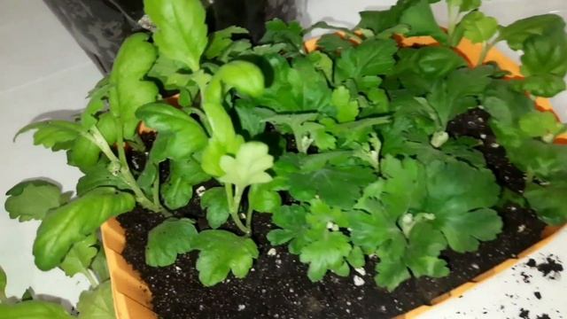 ПОЧЕМУ ГНИЮТ ЧЕРЕНКИ ХРИЗАНТЕМЫ. НАШЛА ЛУЧШИЙ СПОСОБ УКОРЕНЕНИЯ. смотреть онлайн