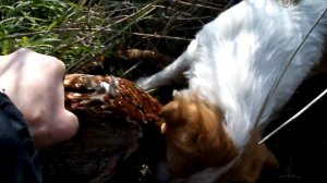 Охота с джек рассел терьером на фазана.