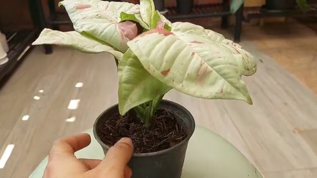 Cuteness of Syngonium Milk Confetti смотреть онлайн