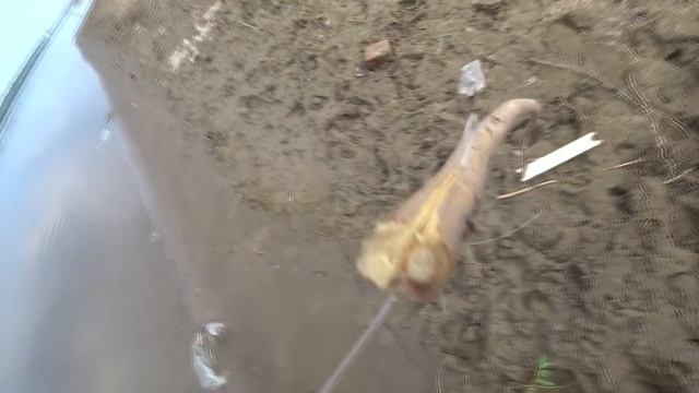 Летающие БУТЫЛКИ на САЗАНА.Крупные САЗАНЫ. Астраханская рыбалка 2021. Всем рыбакам посвящается. смотреть онлайн