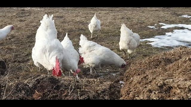 Бресс гальские-на выгул ! #куры #курятник #бресс смотреть онлайн