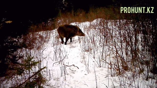 Барс , волк , кабан столкнулись на одной тропе. смотреть онлайн