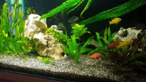 Аквариумное искусственное растение  посадка и обзор