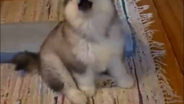 Маленький щенок хаски смотреть онлайн