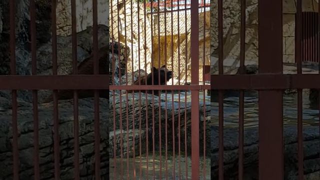 Минский зоопарк. смотреть онлайн