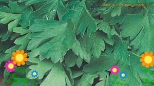 Петрушка листовая Итальянский гигант. Краткий обзор, описание характеристик Ital'yanskiy gigant