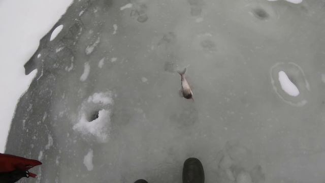 Хариус в глухозимье.И снова паразиты. смотреть онлайн