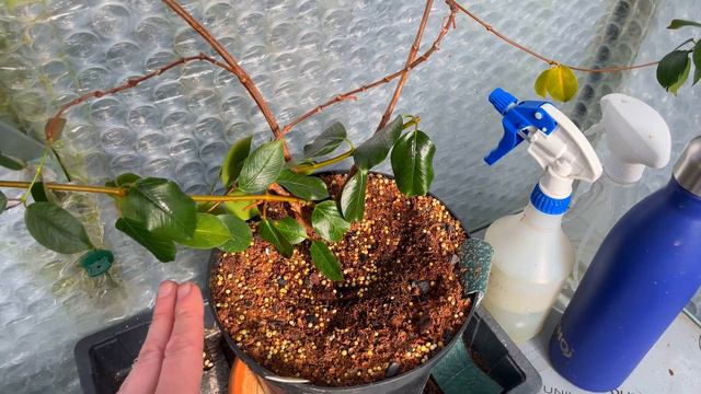 Growing MANDEVILLA Indoors | NEW & UPDATED Care Guide! смотреть онлайн