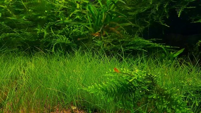 СЕКРЕТЫ КРИСТАЛЬНО ЧИСТОЙ ВОДЫ. ЧАСТЬ 2 смотреть онлайн