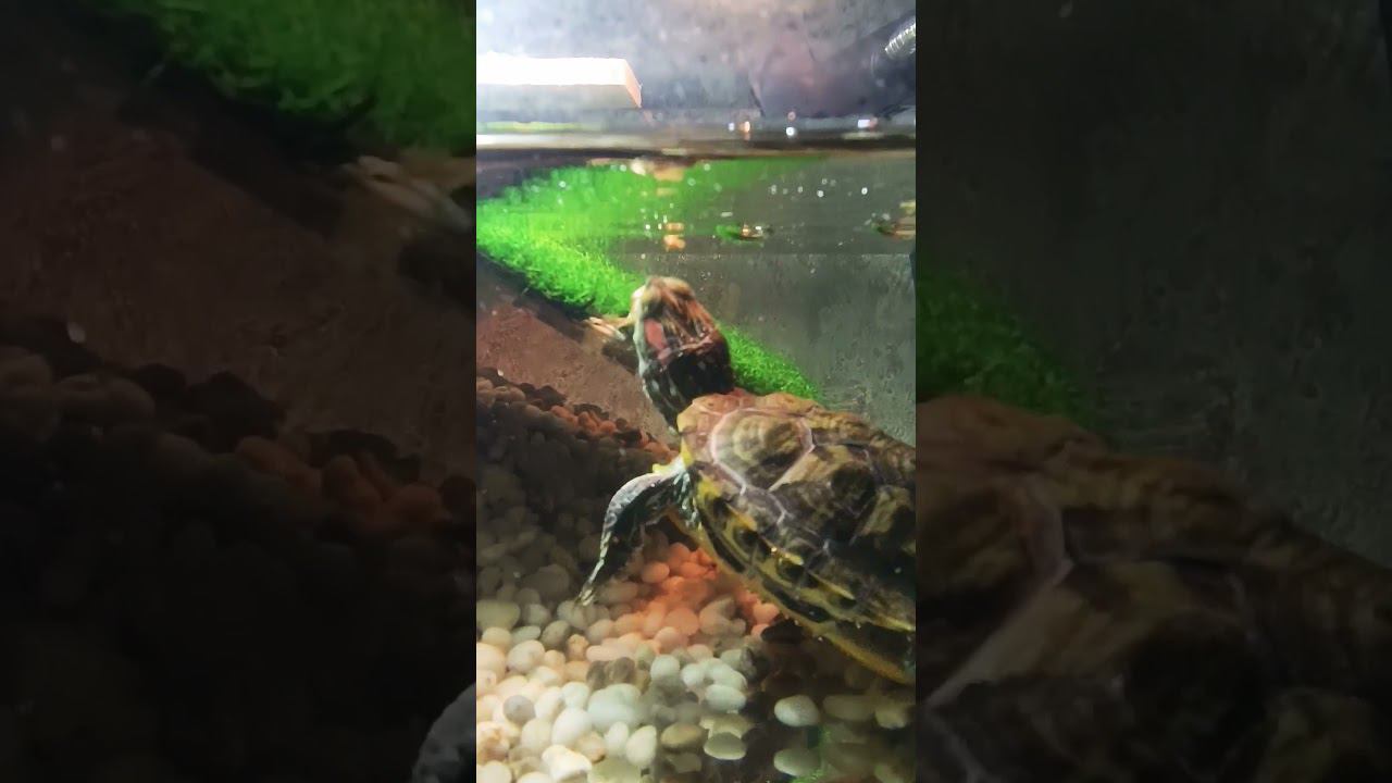 Красноухая черепаха Зелибоба ест креветку ) смотреть онлайн