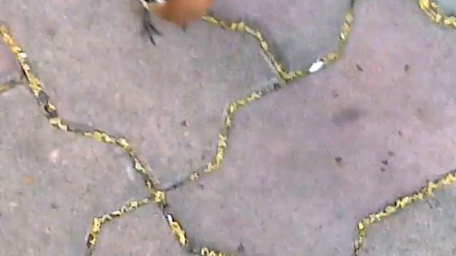 Птички ( не воробьи, а кто? ). смотреть онлайн