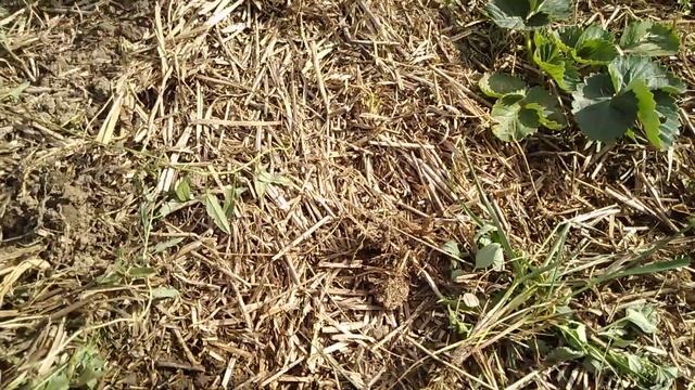 Садовые вдохновители