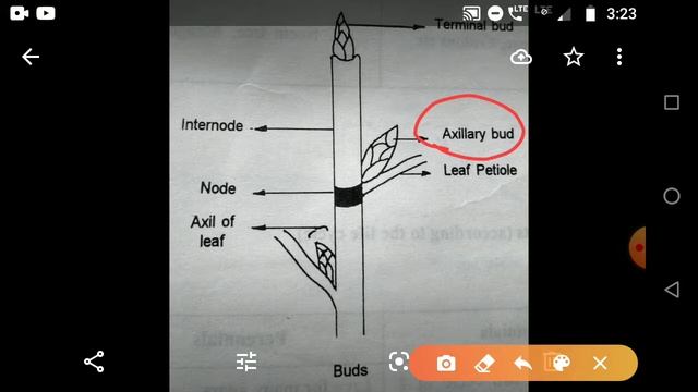 Terminal & axillary bud; node & internode смотреть онлайн