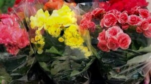 Дарить цветы в горшках. Можно или нельзя. Народные приметы.