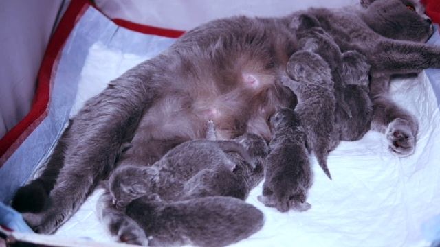 Британские котята в возрасте 1 день (Litter- К_2) смотреть онлайн