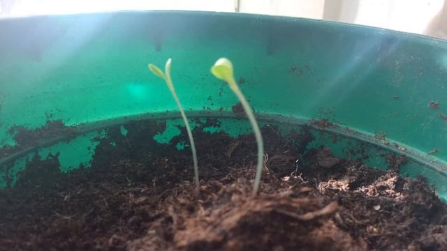 Быстрый рост растения смотреть онлайн