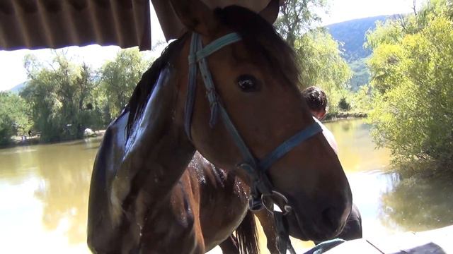 Купание лошадей. 11.07.2014. смотреть онлайн