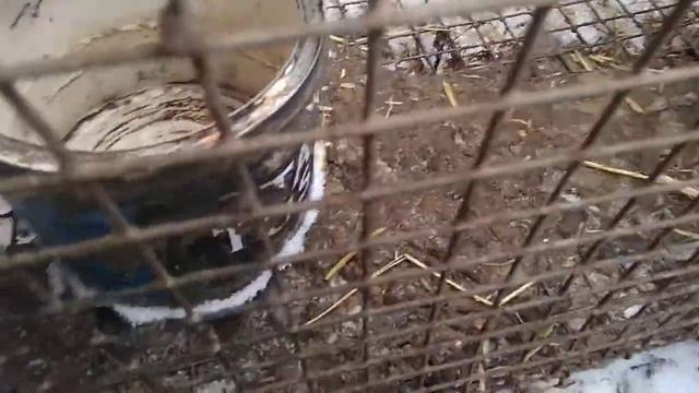 Нутрии. Содержание нутрий зимой в клетке. Чем я кормлю нутрий. смотреть онлайн