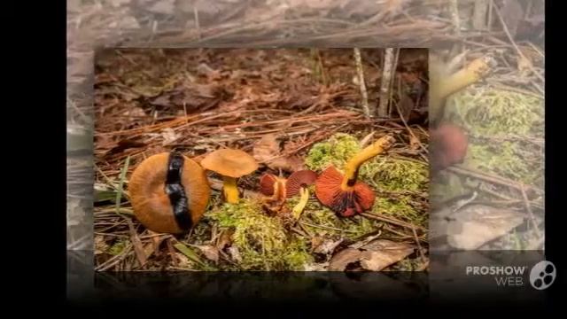Cortinarius semisanguineus - fungi kingdom смотреть онлайн