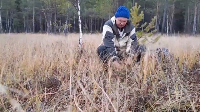 клюква, сбор ягод смотреть онлайн