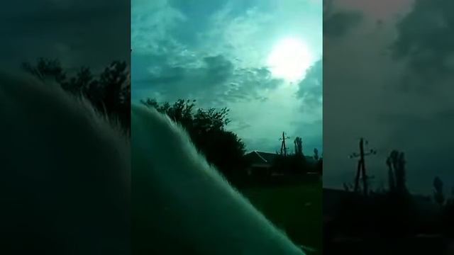 Я ОЧЕНЬ ЛЮБЛЮ ЖИВОТНЫХ. смотреть онлайн