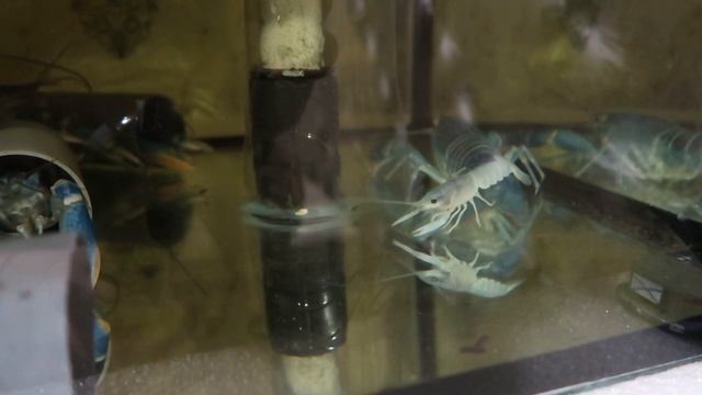 ЗАКУПКА ПРОДУКТОВ С ЦЕНАМИ//КУПИЛИ ПОДГУЗНИКИ//ПРОБУЕМ ПИЦЦУ И ШТРУДЕЛЬ//VLOG#закупкапродуктов#цены