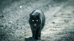 Черная кошка примета: значение и что приносит в дом