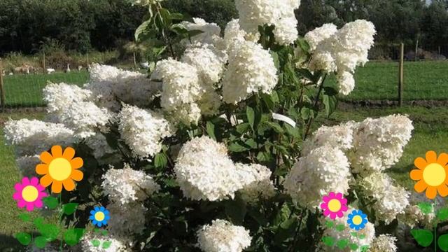 Гортензия метельчатая Phantom. Краткий обзор, описание характеристик, где купить саженцы, крупномер смотреть онлайн